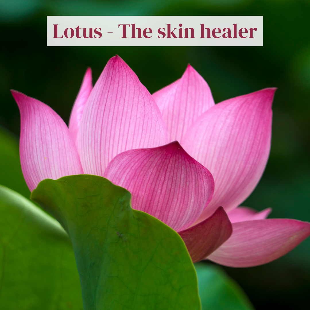 The benefits of Lotus flower for skin